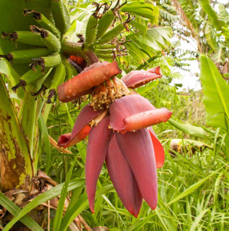 Banana Heart Benefits