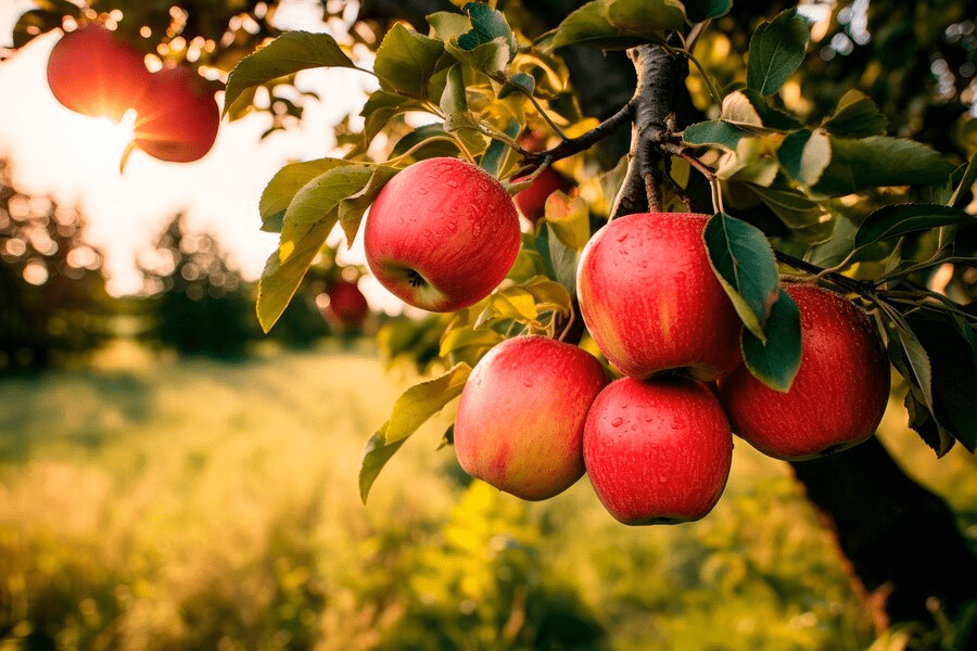 10 Amazing Benefits of Apples You Can’t Ignore